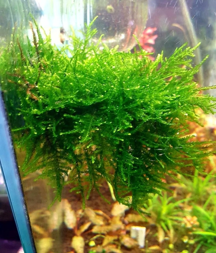 Випинг мох аквариумный