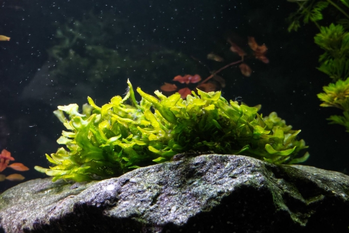 Ламинария водоросль аквариумная