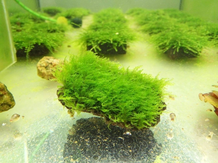 Мох фонтанус