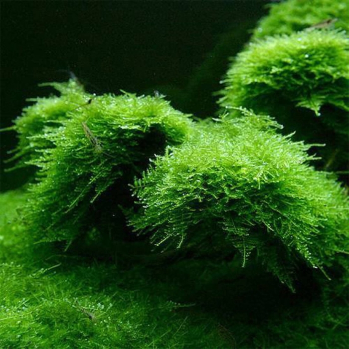 Риччия флуитанс