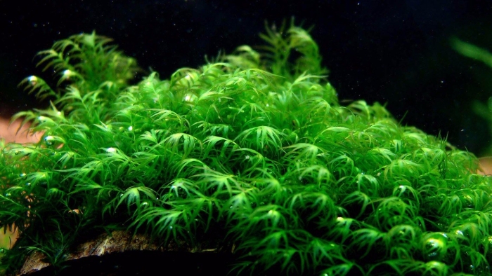 Мох фиссиденс фонтанус