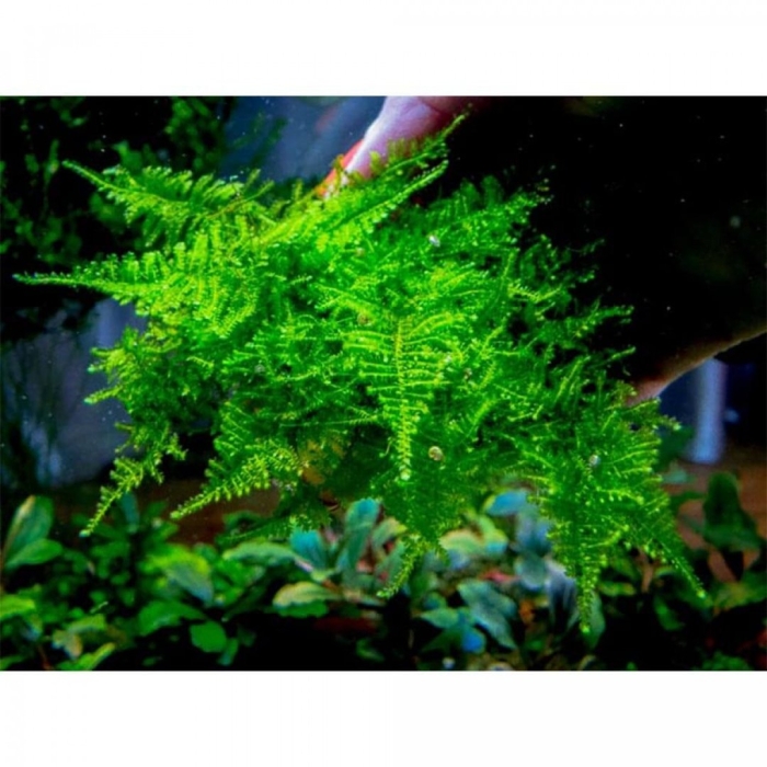 Аквариумный мох триангл