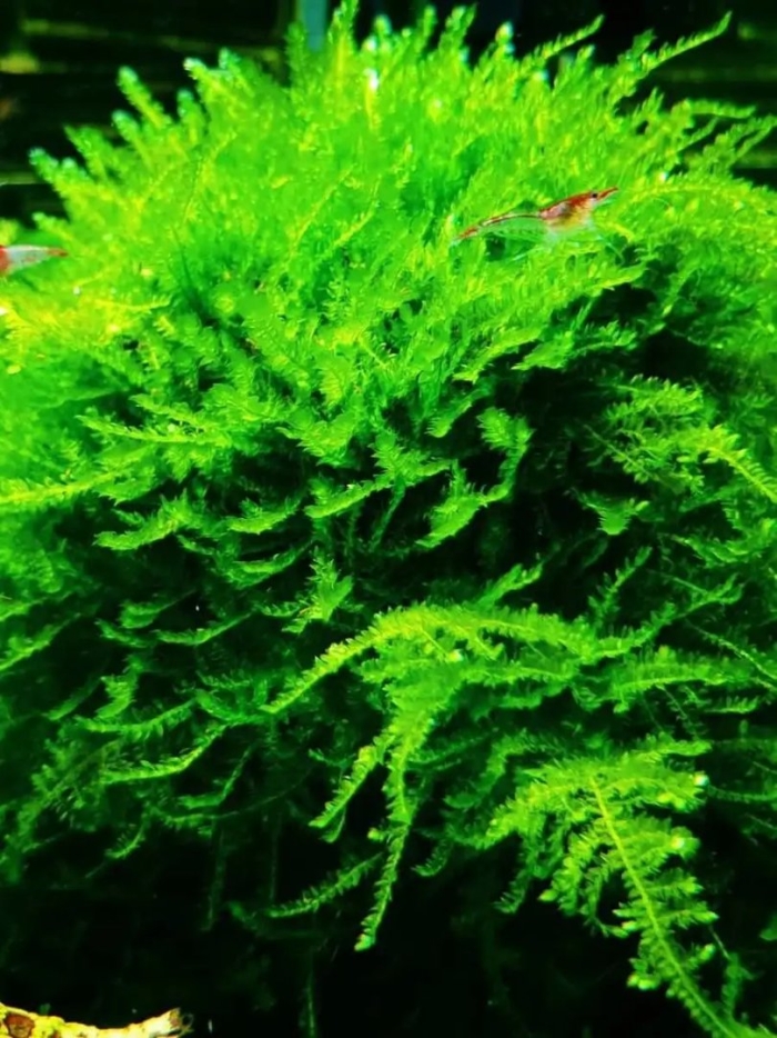 Мох кристмас для аквариума