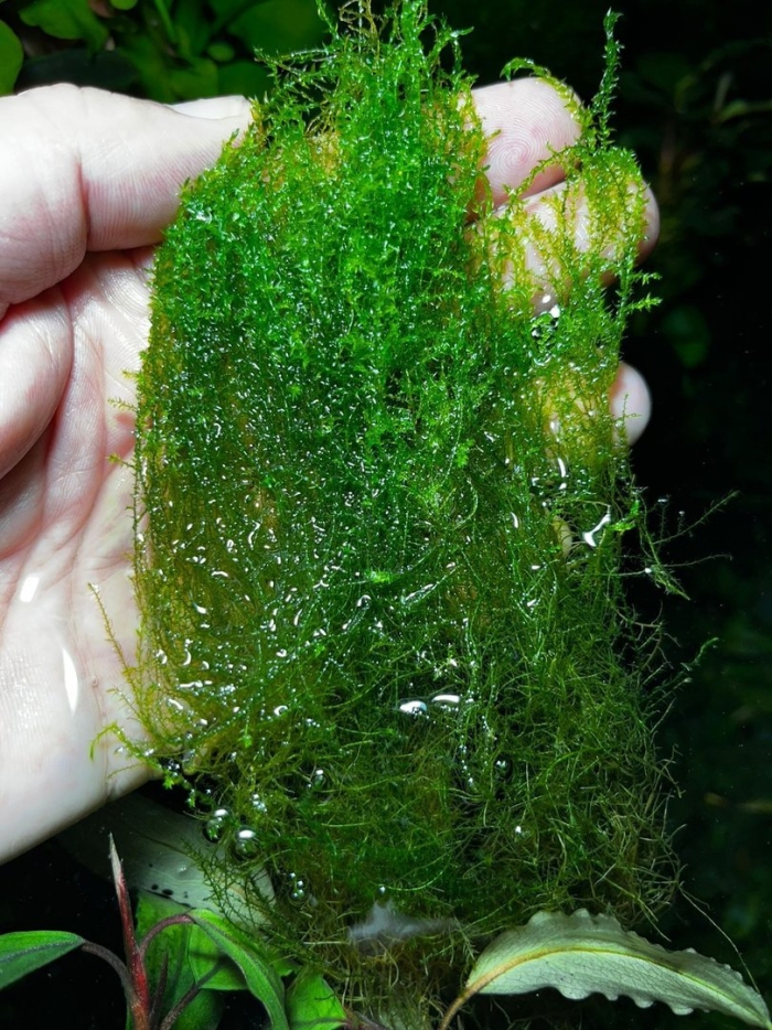 Мох стринг аквариумное