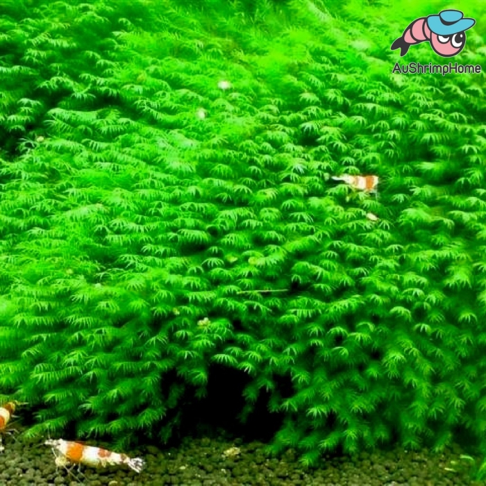 Мох фиссиденс фонтанус