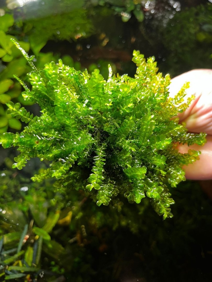 Мох камерун аквариумное