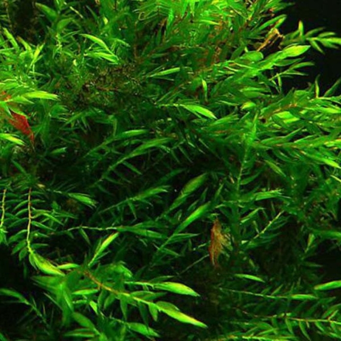 Наяда наяс аквариумное растение