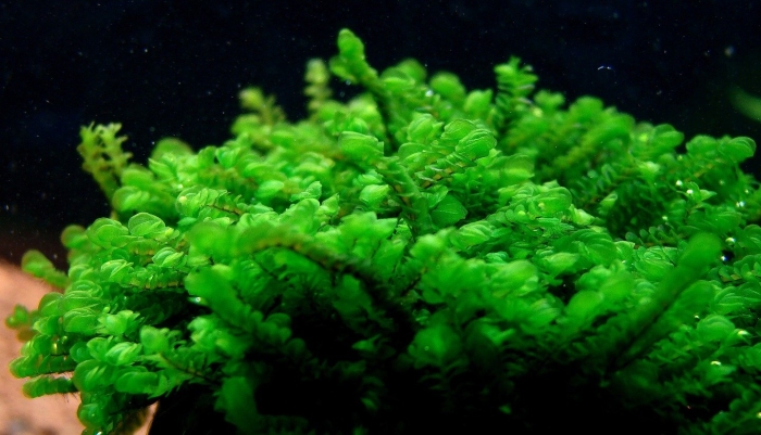 Мох moss sp. cameroon