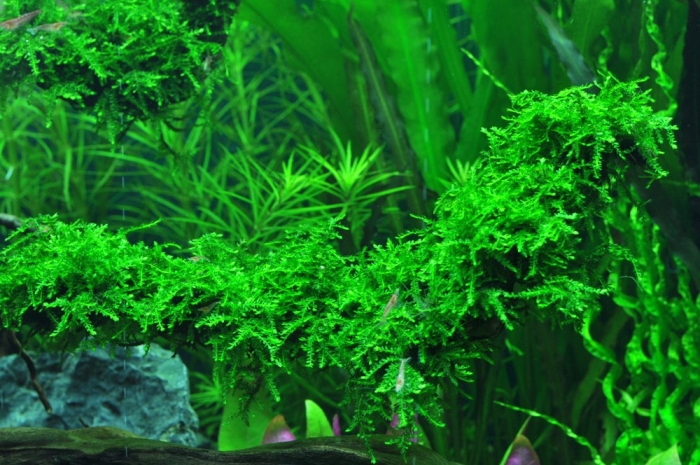 Плачущий мох для аквариума