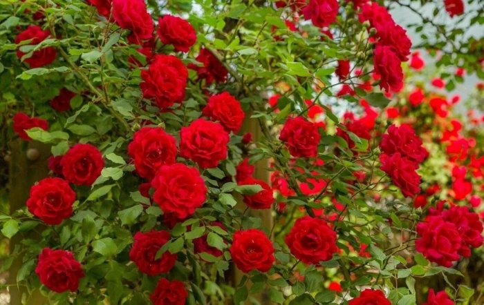 Роза кустовая плетистая