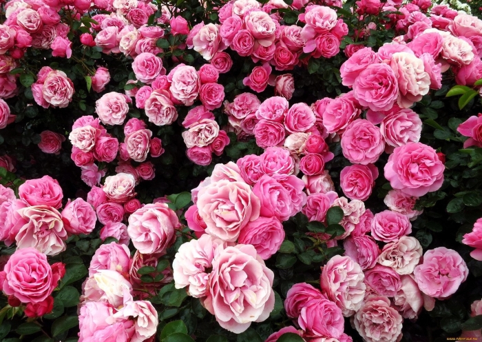 Кустовая роза