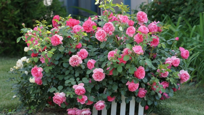 Кустарниковая роза