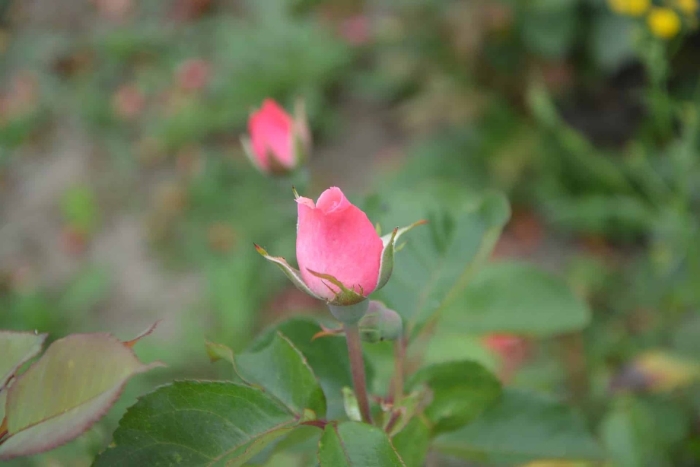 Rosa damascena роза