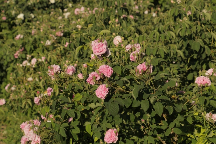 Роза остина мэри роуз