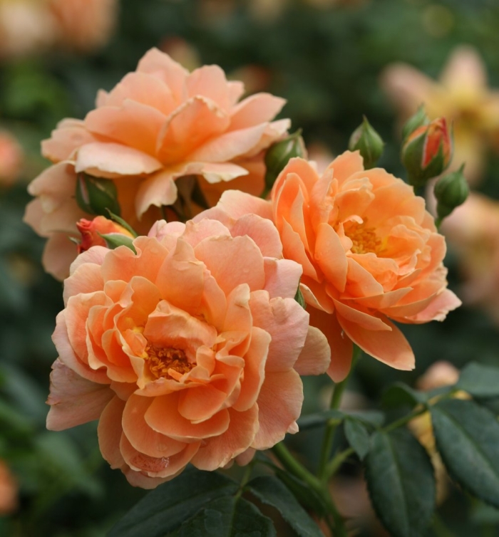 Роза грандифлора оранжевая