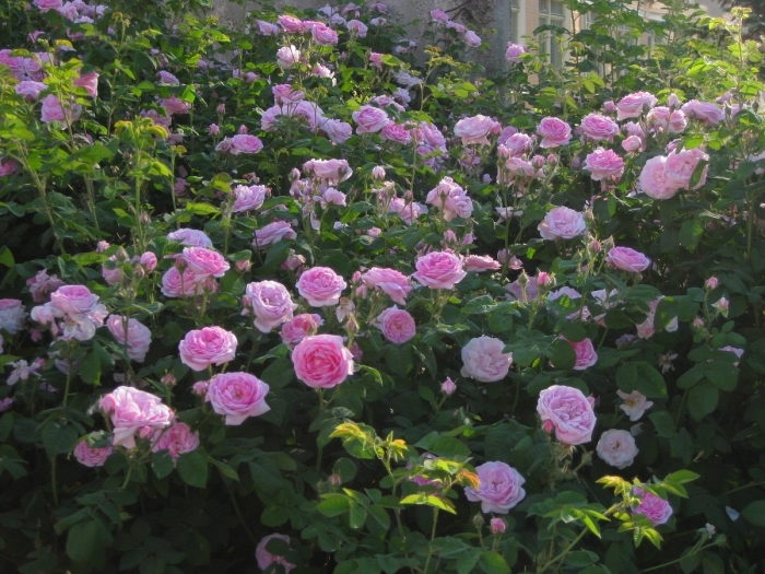 Роза луис одьер