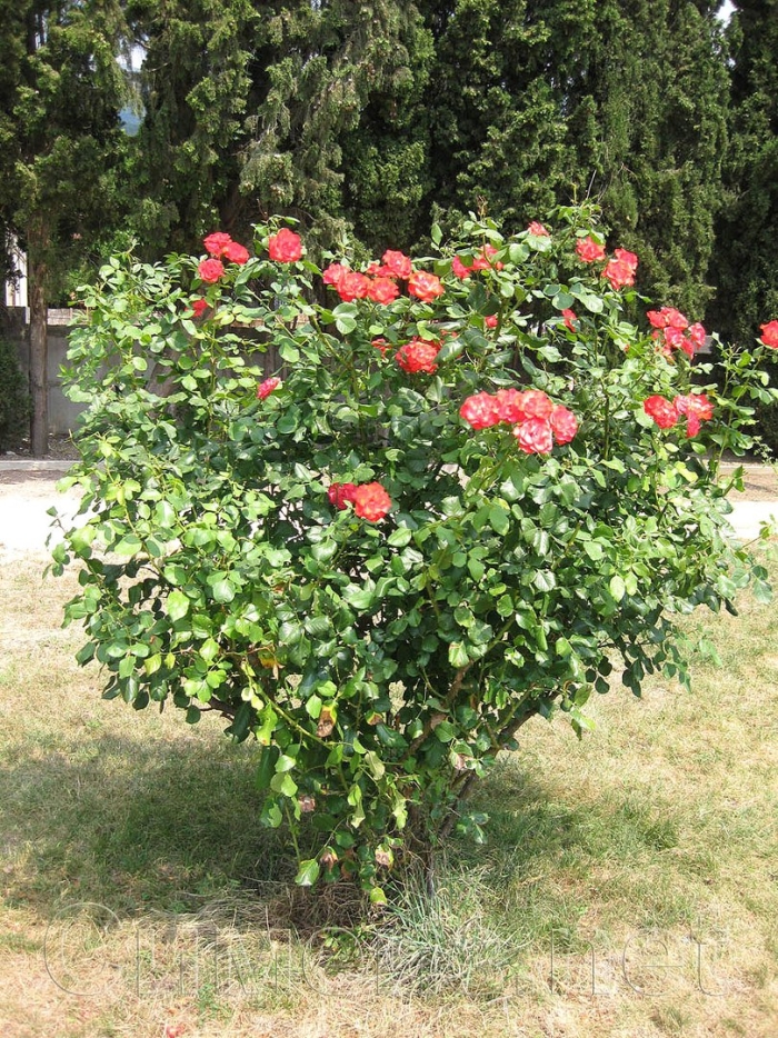 Кусты роза нобилис