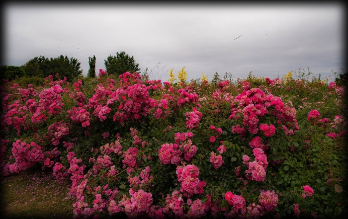 Роза плетистая вартбург