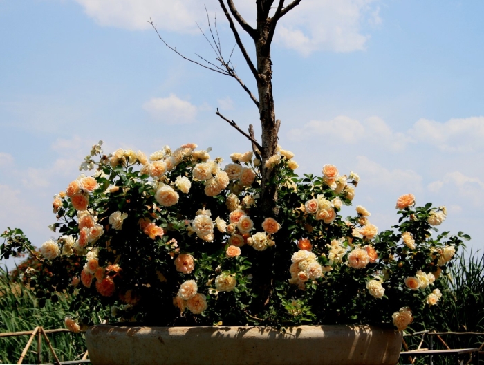 Чайная роза кустарник