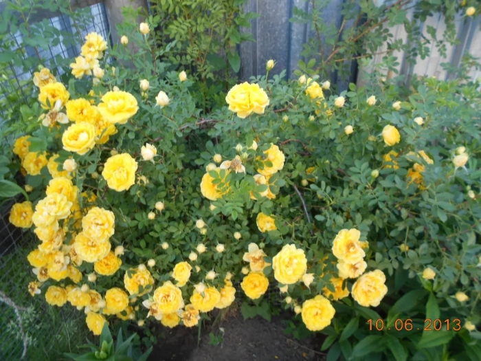 Желтый шиповник капуцинская роза