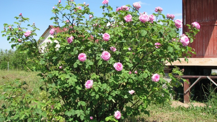 Роза кустовая парковая