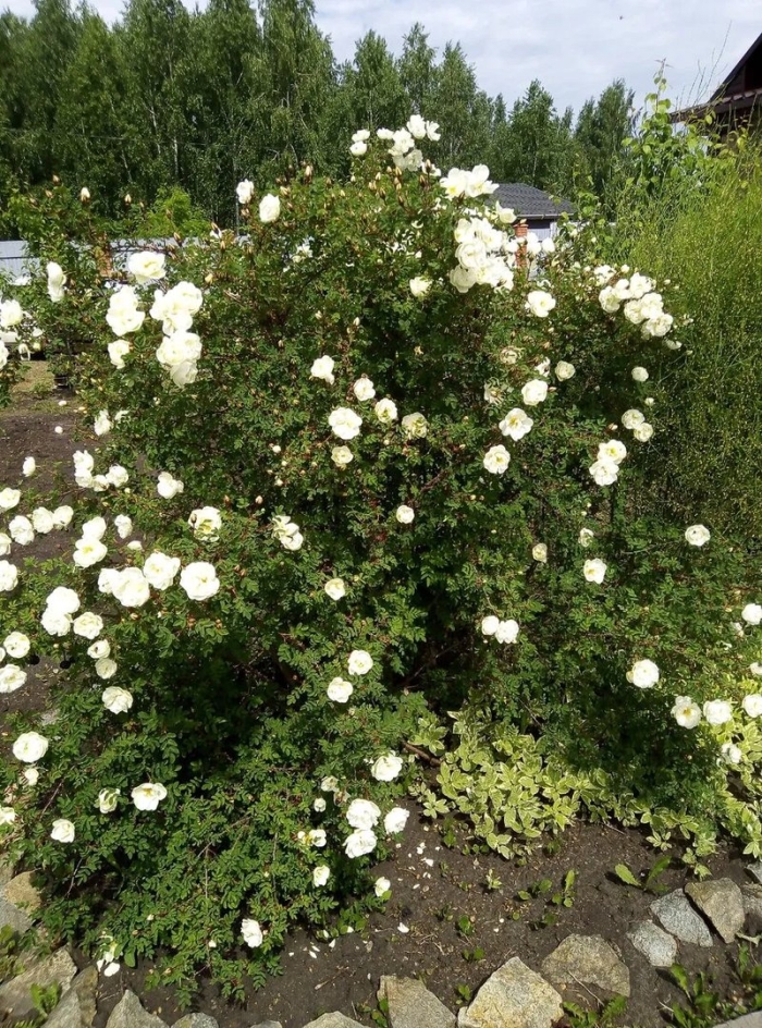 Rosa spinosissima
