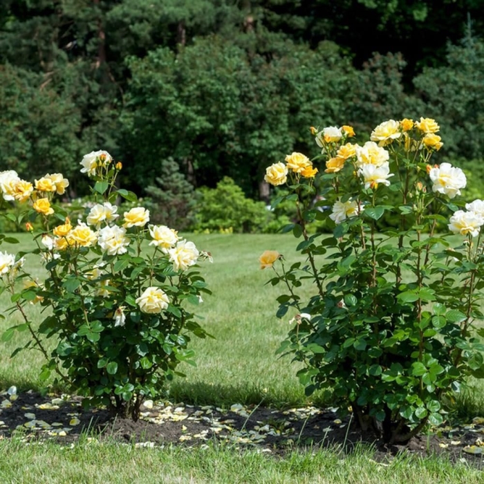 Роза голден селебрейшен