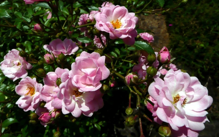 Роза маржолейн