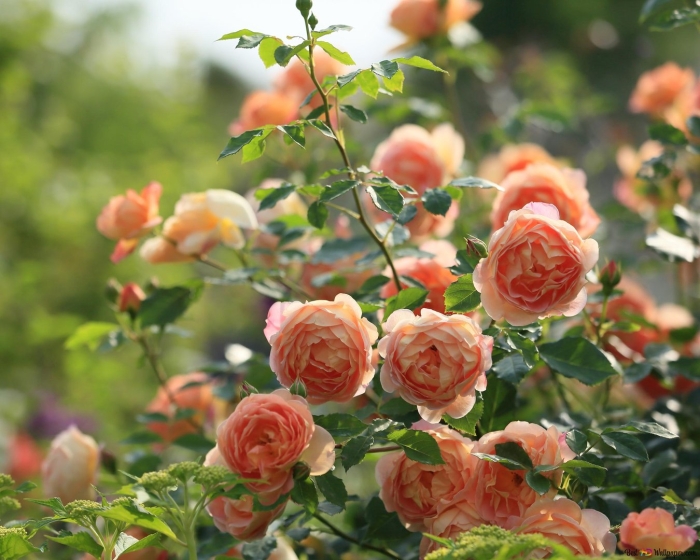 Леди оф шалот роза