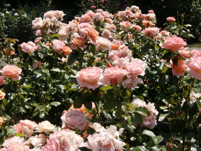 Чайная роза кустовая садовая