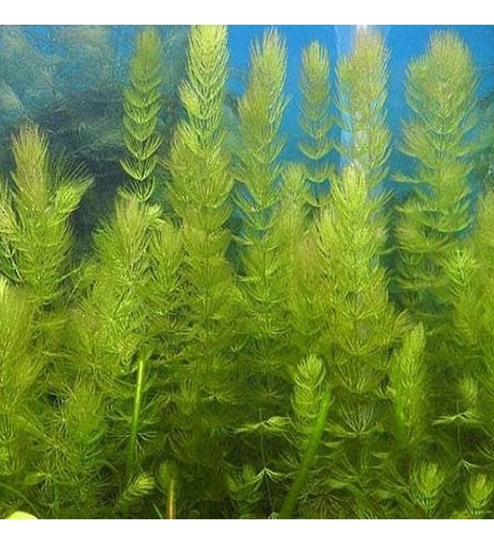 Роголистник аквариумное