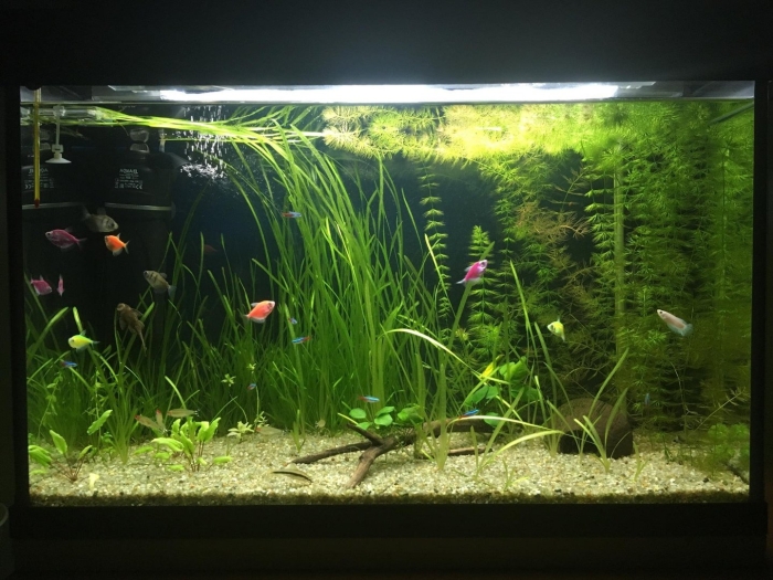 Растение для аквариума