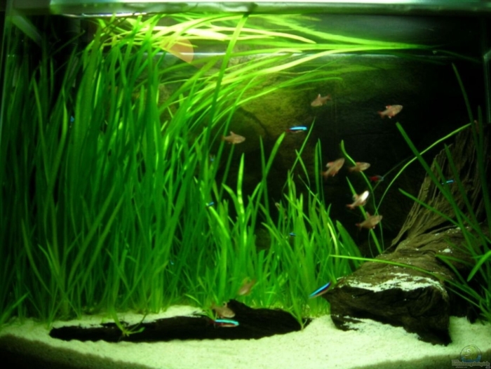 Валлиснерия гигантская аквариумное растение