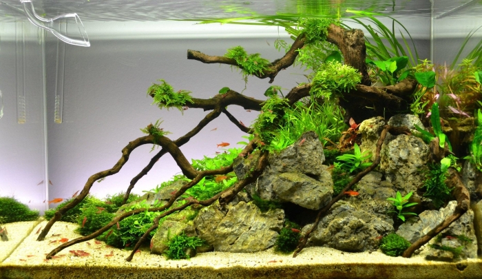 Акваскейп хардскейп