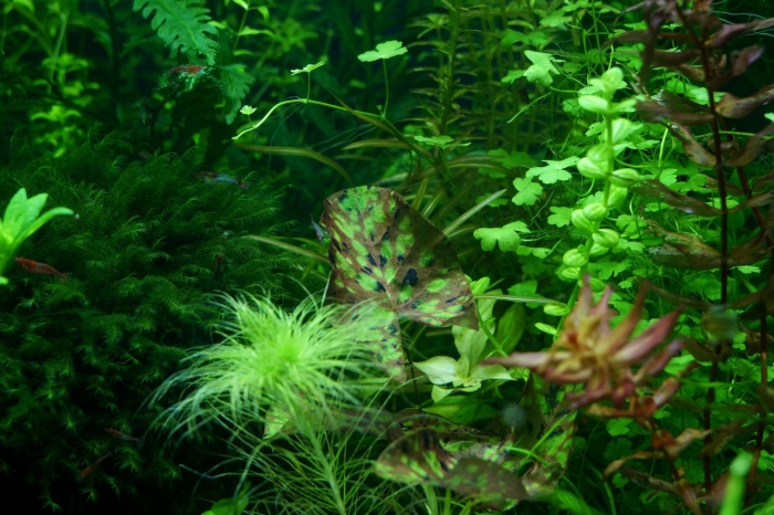 Длинностебельные аквариумные растения