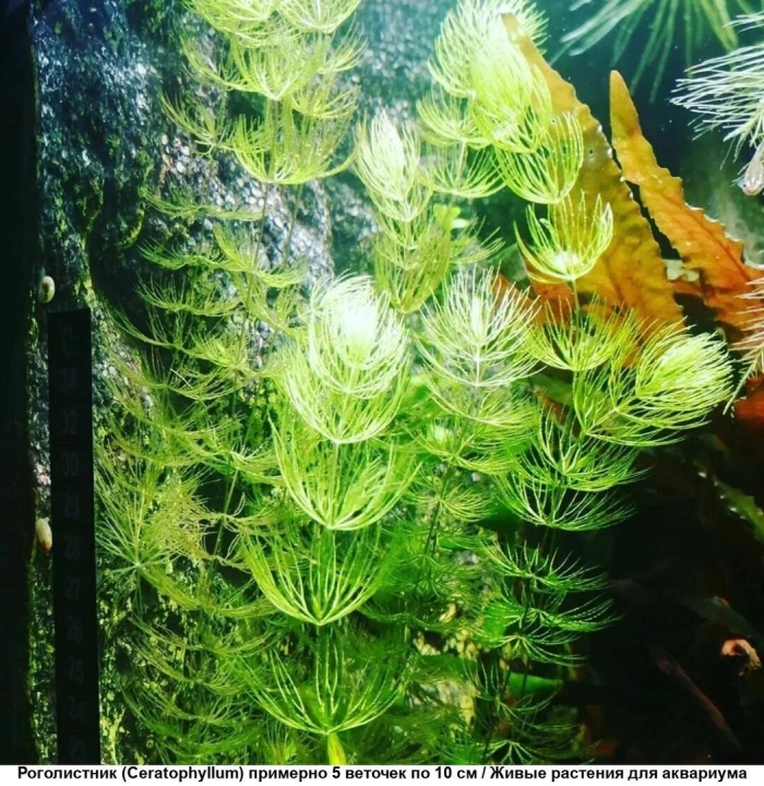 Элодея роголистник