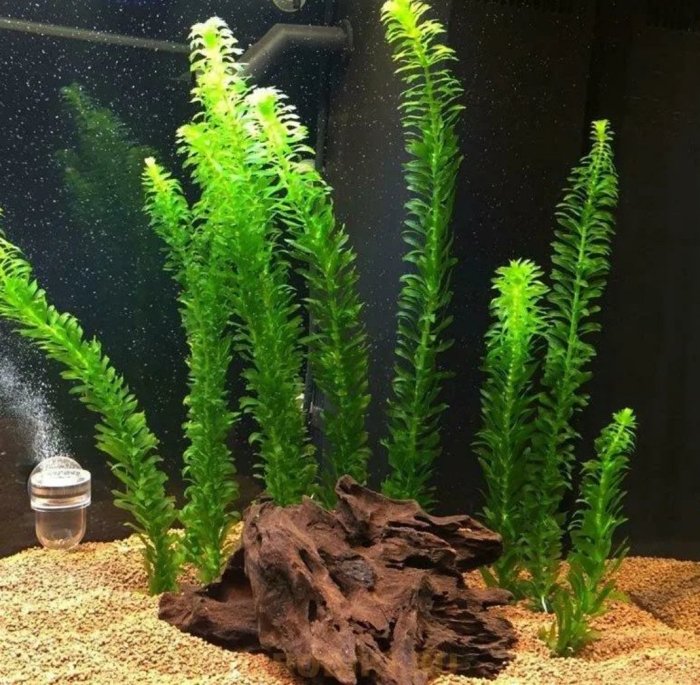 Элодея аквариумное растение