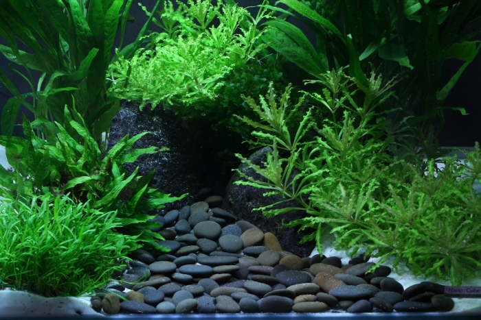 Акваскейп речная галька