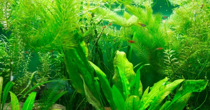 Растение в аквариум