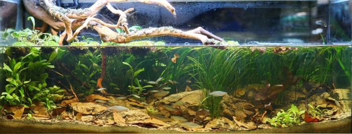 Биотоп амазонки в аквариуме