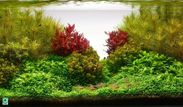 Акваскейпинг голландский стиль