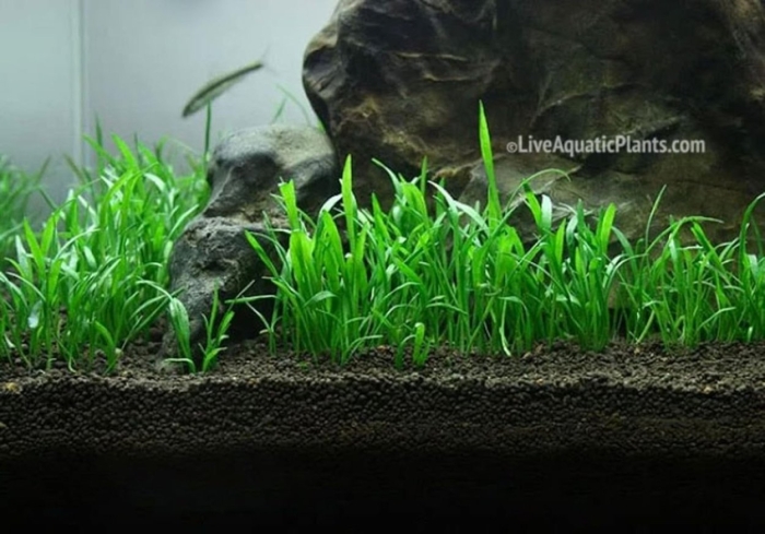 Лилеопсис бразильский аквариумное