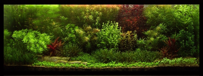 Аквариум травник
