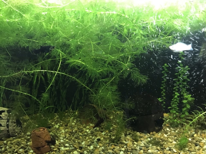 Травка для аквариума