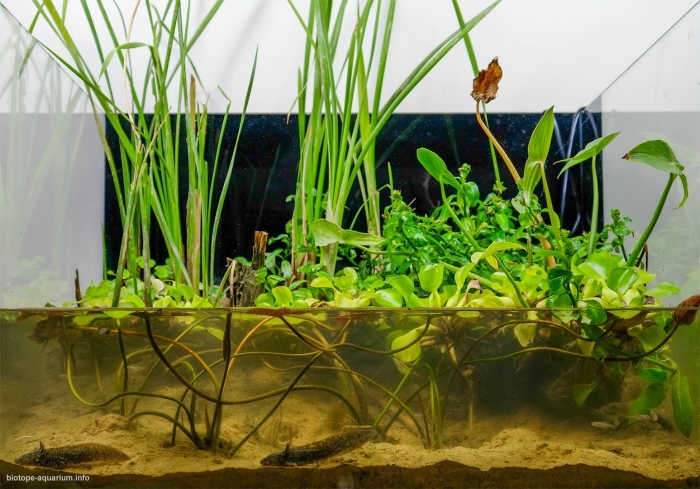 Эйхорния водный гиацинт