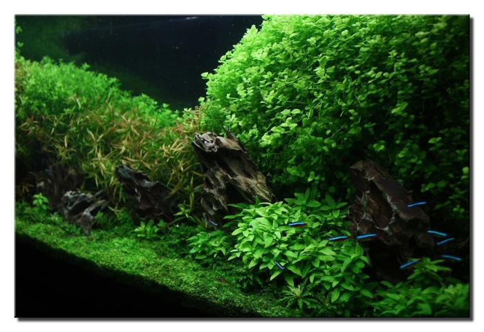 Микрантемум тенистый аквариумное растение