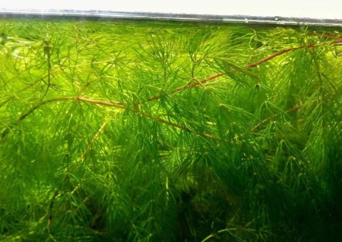 Роголистник мексиканский красностебельный