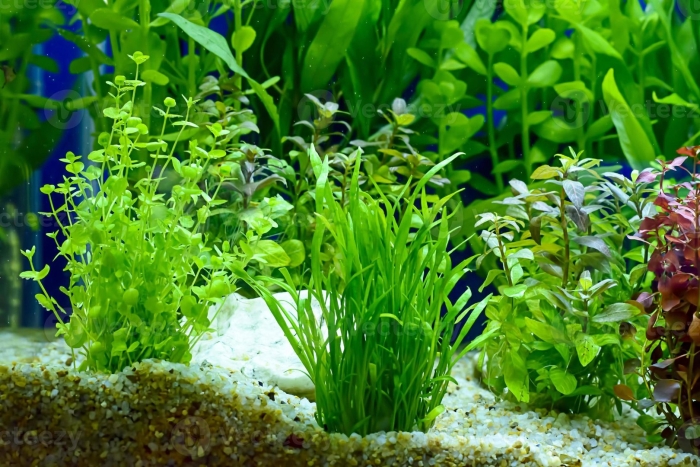 Растения для аквариума aquatic plants