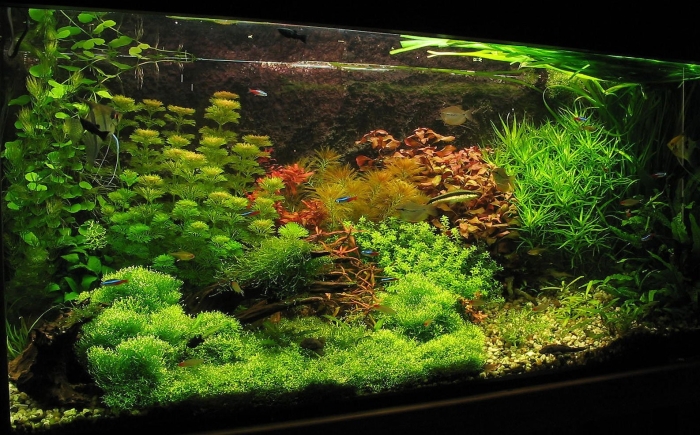 Голландский аквариум травник