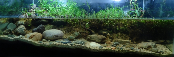 Акваскейп биотоп